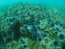 водораслите водораслите