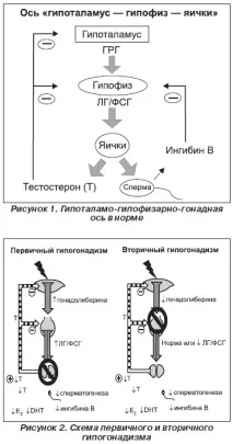 хипоталамус-хипофиза-гонада оценка