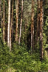 групата Рижавски туризъм