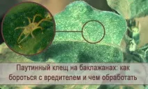 Павутинний кліщ на баклажанах як боротися зі шкідником і чим обробити боротися