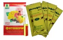 Павутинний кліщ на баклажанах як боротися зі шкідником і чим обробити павутинний