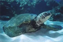 Живлення черепах живлення