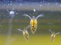 дафния дафнията изсъхне