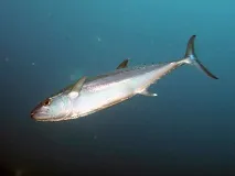ribalkainfo