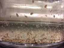 донесете дома водорасли който