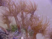 Паразит морських акваріумів аіптазій