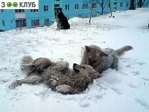 подход кучета