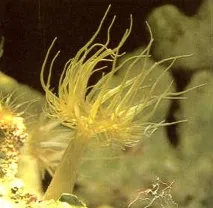 Паразит морських акваріумів морських