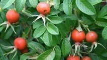 Корисні властивості шипшини та її застосування для лікування корисні