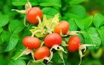 Корисні властивості шипшини та її застосування для лікування лікування