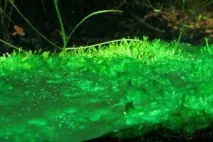 Чому вольвокс відносять до одноклітинних організмів Будова водорості вольвокс чому