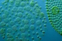 Чому вольвокс відносять до одноклітинних організмів Будова водорості вольвокс відносять