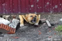 дете нападна