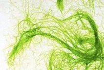 Чому вольвокс відносять до одноклітинних організмів Будова водорості вольвокс будова