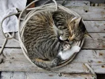 котките животни