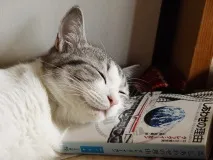 люблять