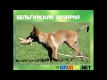 кучето нашите