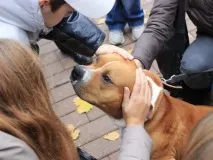 погалите можете