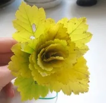 можете деня