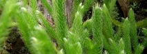 clavate-lycopodium Полезни свойства
