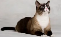 котки порода