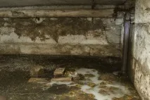 Причини появи постільних клопів у квартирі 10 причин появи