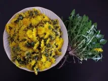Користь кульбаби для здоров’я - як і що застосовувати користь