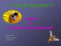Презентація на тему - Бджоли та продукти бджільництва - з Біології для 7 класу презентація
