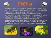 Презентація на тему - Бджоли та продукти бджільництва - з Біології для 7 класу презентація