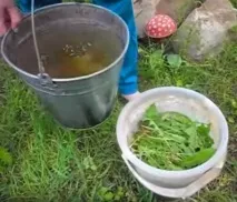 Користь кульбаби для здоров’я - як і що застосовувати кульбаби