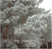 Передзимові пейзажі адже