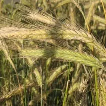 При яких захворюваннях лікує жито лікує