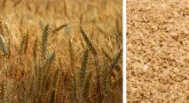 Продукти, що підвищують тестостерон, інтернет портал про спорт, фітнес, бодібілдінг підвищують
