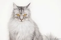 които психологически