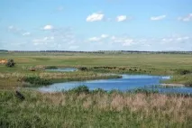 Природа, рослини та тварини Ростовської області рослини