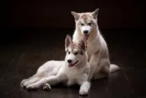 ваксинация тетанус