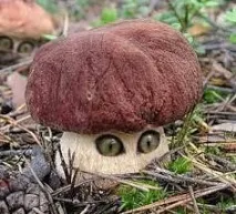 английска възрастна просто