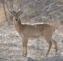Демократична република waterbuck