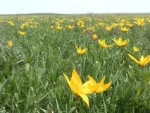 Рослини, занесені до Червоної книги Ростовської області ростовської