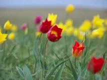 Рослини, занесені до Червоної книги Ростовської області рослини