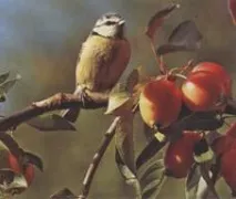 РАЙСЬКІ ЯБЛОЧКИ Плодові дерева Статті Фазенда фазенда