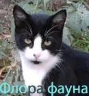 хоби хоби