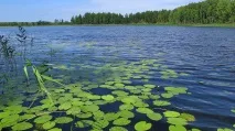 видове риби през зимата