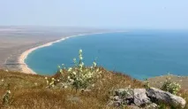 скорци пантикапей
