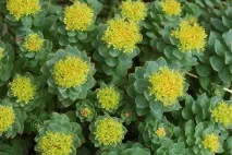 Родіола рожева посадка, догляд, збирання врожаю, лікувальні властивості та протипоказання догляд