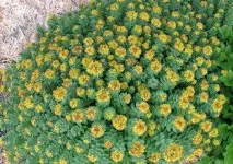 Родіола рожева посадка, догляд, збирання врожаю, лікувальні властивості та протипоказання посадка