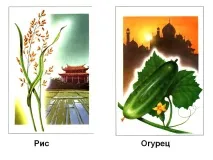 Рис Огірок - Презентація 5389-8 огірок