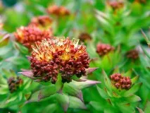 Родіола рожева посадка, догляд, збирання врожаю, лікувальні властивості та протипоказання рожева