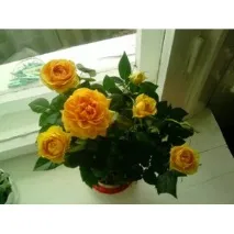 rose patio