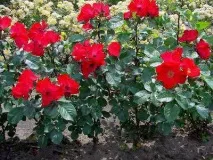 Троянда «Робуста» (Robusta) посадка та догляд robusta